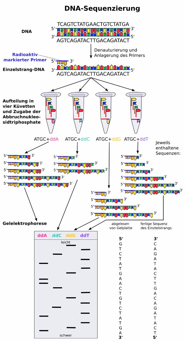 DNA-Sequenzierung nach Sanger