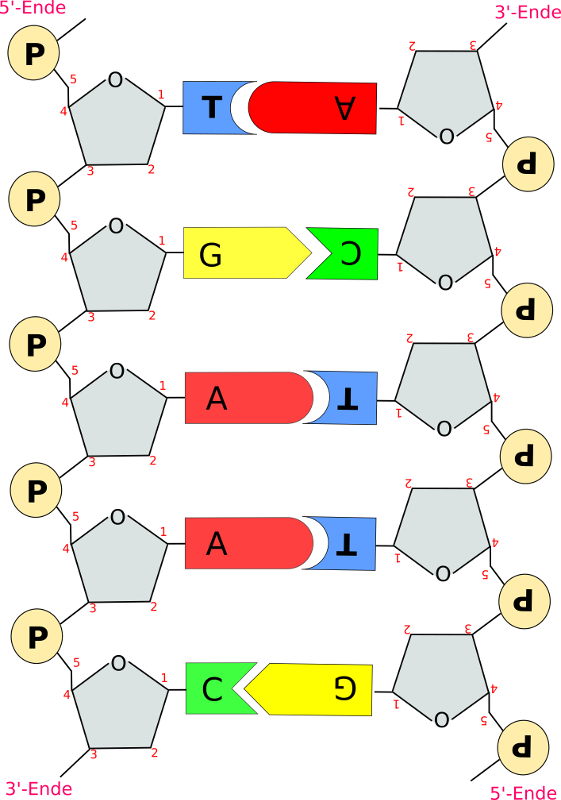 Aufbau der DNA - Abiturrelevanz