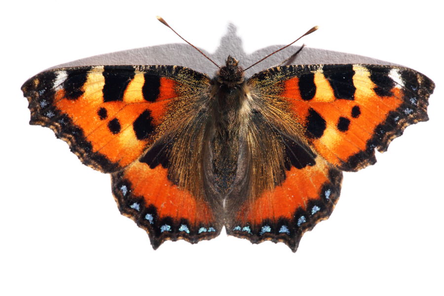 Kleiner Fuchs (Schmetterling)