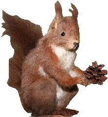 Eichhörnchen