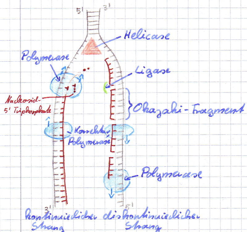 DNA Replikation